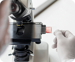 Microscope Slides